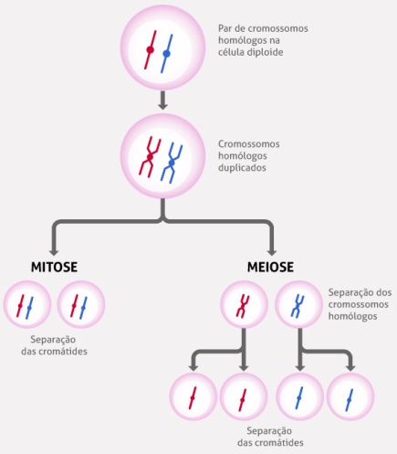 Mitose – Biologia